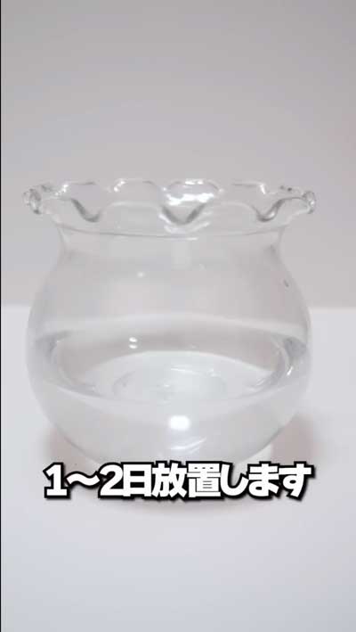 カプセルトイで出たエビもどきを育ててみた