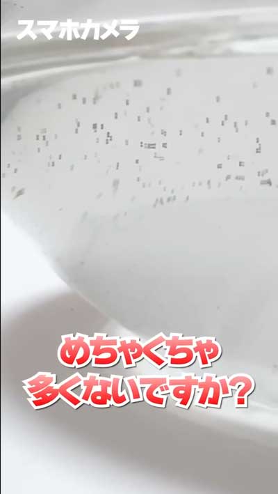 カプセルトイで出たエビもどきを育ててみた