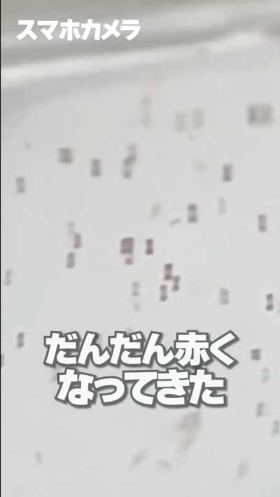カプセルトイで出たエビもどきを育ててみた