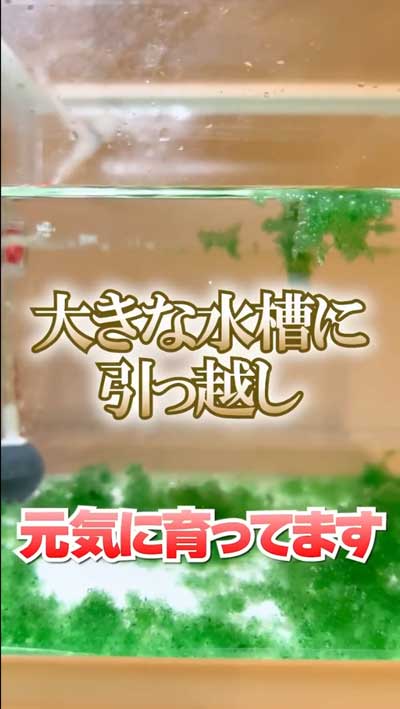 カプセルトイで出たエビもどきを育ててみた