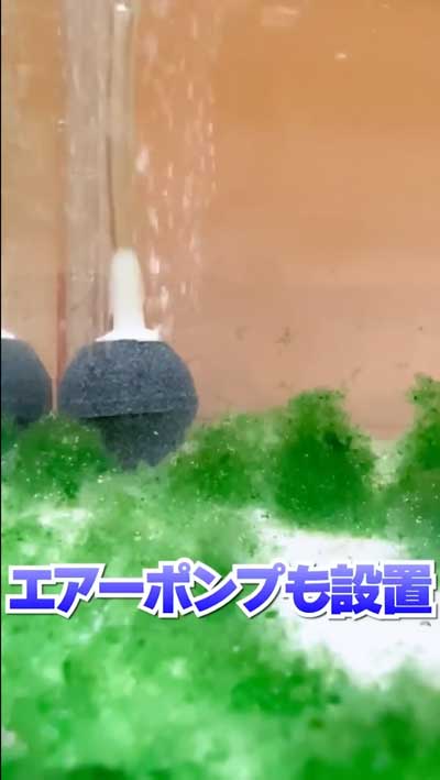 カプセルトイで出たエビもどきを育ててみた