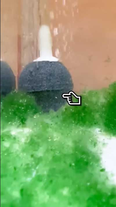 カプセルトイで出たエビもどきを育ててみた