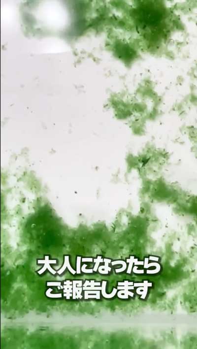 カプセルトイで出たエビもどきを育ててみた