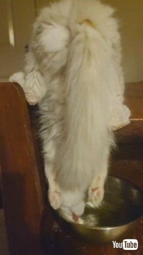 「Cat Drinks Water the Hard Way || ViralHog」