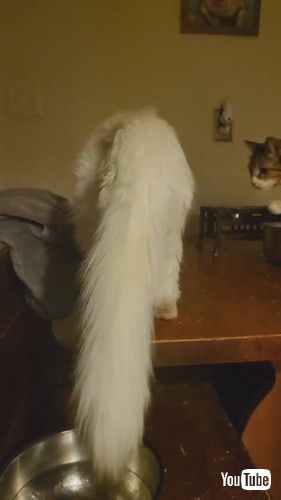 「Cat Drinks Water the Hard Way || ViralHog」