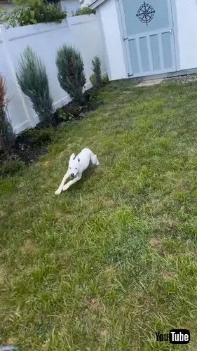 元気いっぱいのワンコ