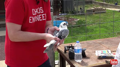 YouTube 伝書鳩 インターネット