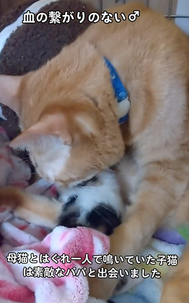 保護した子猫にやさしい先住猫