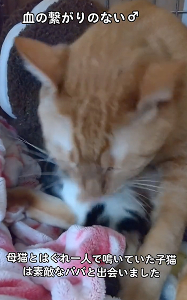 保護した子猫にやさしい先住猫