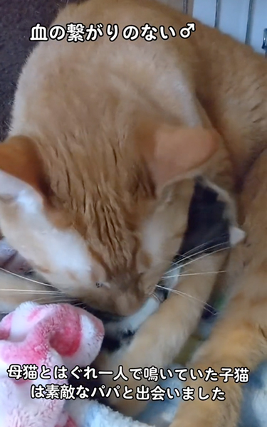 保護した子猫にやさしい先住猫