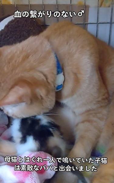 保護した子猫にやさしい先住猫