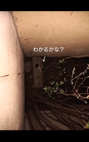 母猫とはぐれ鳴いていた子猫