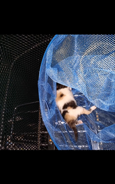 母猫とはぐれ鳴いていた子猫