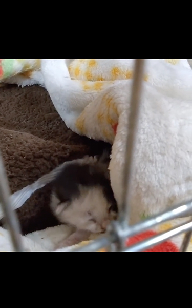 母猫とはぐれ鳴いていた子猫