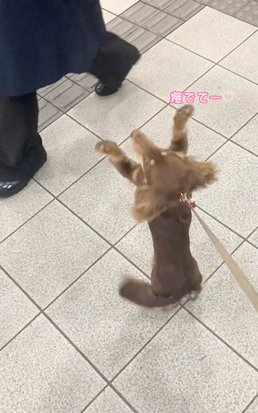 なででほしいアイドル犬