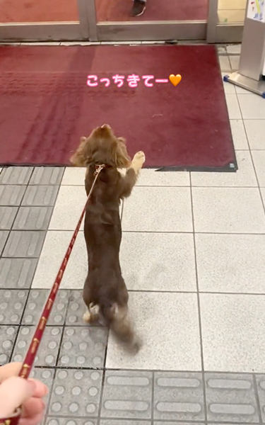 こっちきてアイドル犬