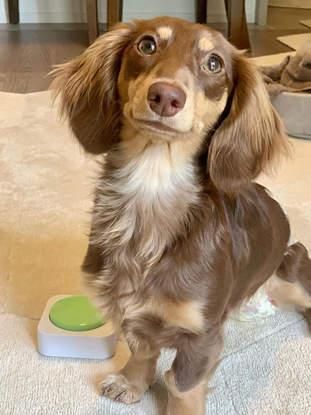 ニコニコワンコ