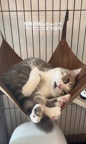 白目むいてる猫遠くから正面