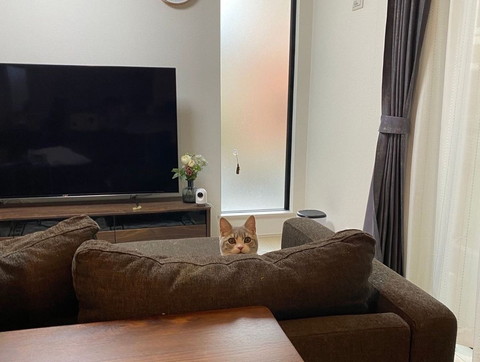 ソファにいる猫