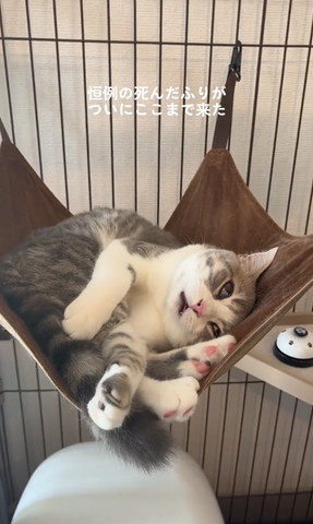 白目むいてる猫遠くか右寄り