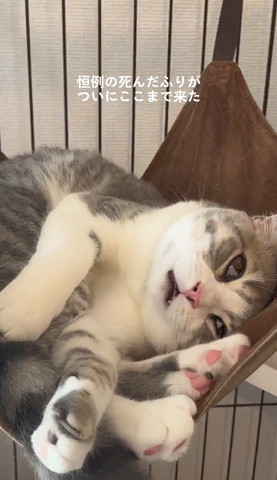 白目むいてる猫少しアップ