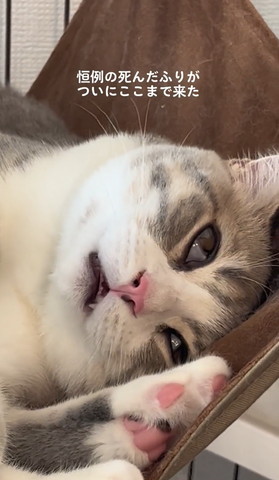白目むいてる猫アップ顏よく見える