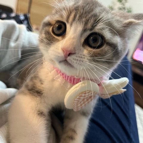 首輪つけてる子猫アップ