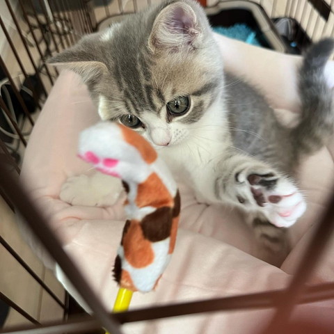 猫じゃらし見てる子猫