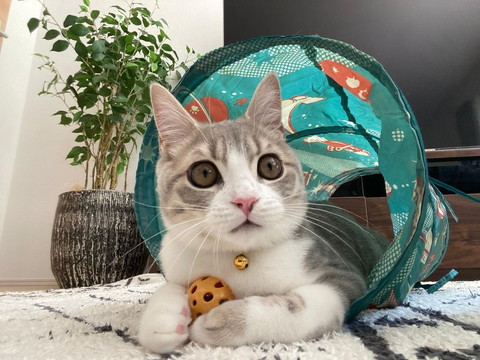 おもちゃもってる猫