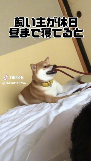 リードをくわえる犬