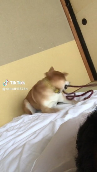 リードを振り回す犬
