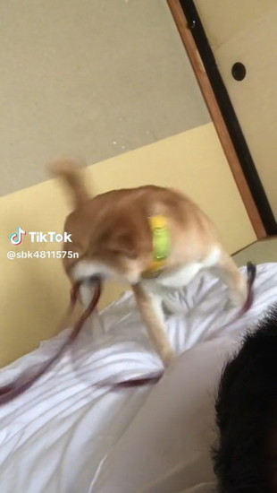 リードを打ち付ける犬
