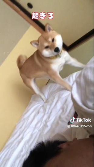 リードを打ち付けた犬