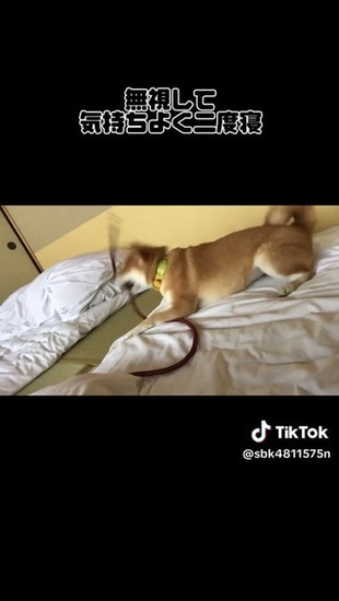 リードを振り回す犬