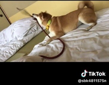 金具をふりまわす犬