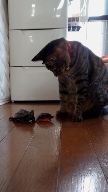 おもちゃ滑らせる