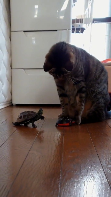 おもちゃつかむ猫