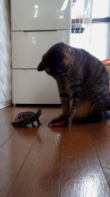 おもちゃ返す猫