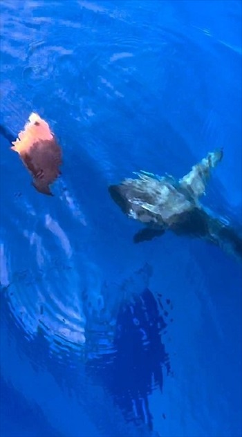 追ってくるサメ