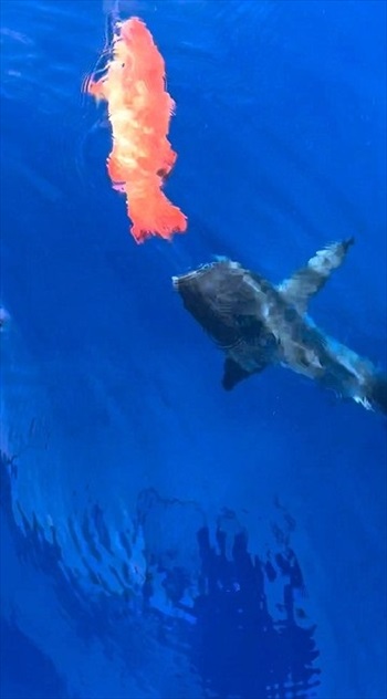 水の上にきた魚