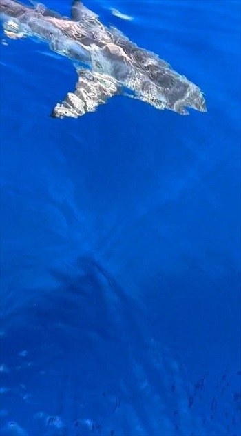 釣ってる魚をサメに狙われ、間一髪