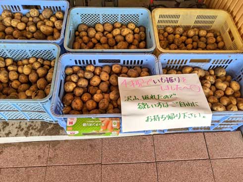 北海道 十勝 幼稚園 いも掘り 4歳児 ご自由に 持ち帰り じゃがいも 無料