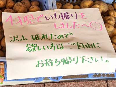北海道 十勝 幼稚園 いも掘り 4歳児 ご自由に 持ち帰り じゃがいも 無料