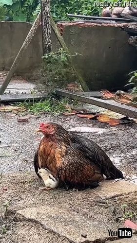 「Mother Hen Shields Her Chicks From the Rain || ViralHog」