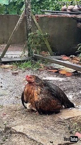 「Mother Hen Shields Her Chicks From the Rain || ViralHog」