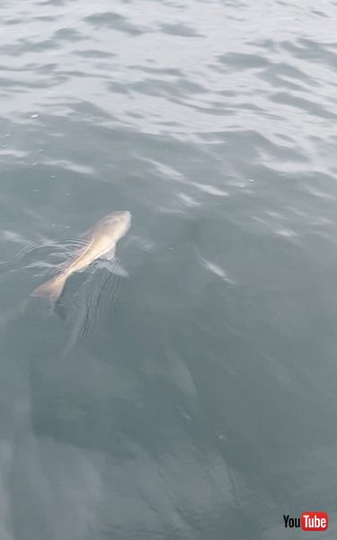 釣った魚を大きな魚に奪われる