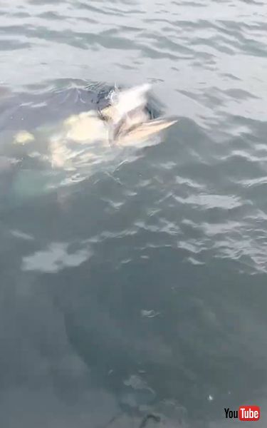 釣った魚を大きな魚に奪われる