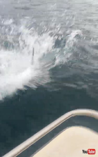 釣った魚を大きな魚に奪われる