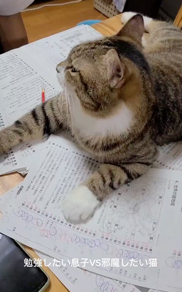 宿題邪魔猫
