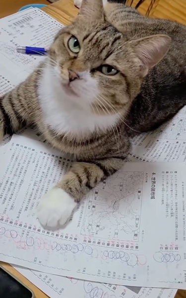 息子さんの勉強の邪魔をする猫